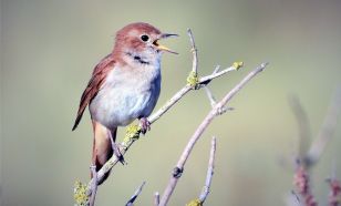 Fülemülék éjszakája a Kecskeméti Arborétumban – Különleges élmény a természet és a fotózás szerelmeseinek