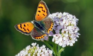 Éjszakai lepkék nyomában – Különleges természetismereti est várja az érdeklődőket Bugacon
