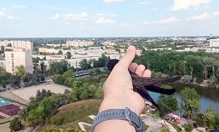 Sérülésükből felépült madarak térhettek vissza a természetbe Kecskemét térségében (VIDEÓ)