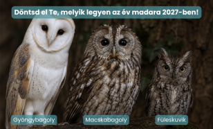 Július végéig lehet szavazni a 2027-es év madarára