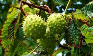 Vadgesztenyefák permetezése kezdődik Kecskeméten