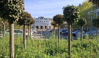 Őszi helyzetkép a Rodostó téren: virágzik a vadvirágos rét és a gömbkőrisek is szépen fejlődnek