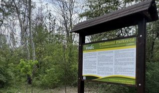 Látványos fejlődés a Csalánosi Parkerdőben – Egy hónap után biztatóak az eredmények