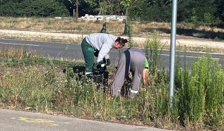 Küzdelem a királydinnye ellen Kecskeméten