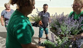 Több mint 12 ezer évelő növény kerül Kecskemét közterületeire