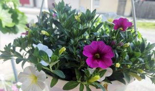 Anyák napi virágvásár a Ceglédi úti Gyümölcs Saroknál!