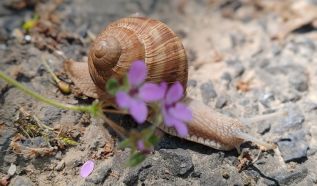 Megérkeztek az első képek a „Tavaszi zsongás” fotópályázatra