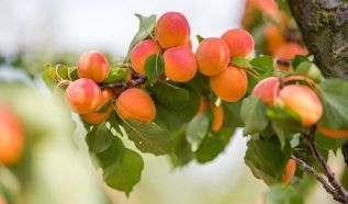 Bács-Kiskun vármegyében is megkezdődött a korai és középérésű kajszifajták szedése