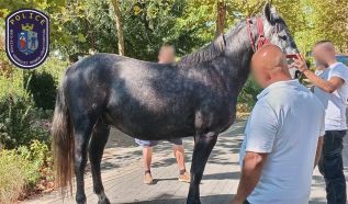Elszabadult lovak sodorták el a gyalogosokat Kiskunfélegyházán
