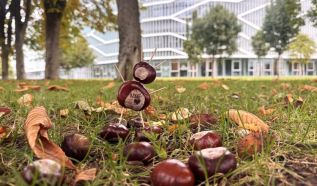 Gyűjts te is gesztenyét a CAMPUSON!