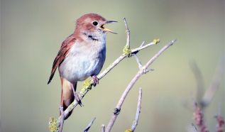 Fülemülék éjszakája a Kecskeméti Arborétumban – Különleges élmény a természet és a fotózás szerelmeseinek