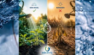 Locsoljunk reggel, bánjunk jól a vízzel – A Bácsvíz tanácsai a nyári öntözéshez