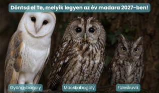 Július végéig lehet szavazni a 2027-es év madarára