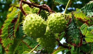 Vadgesztenyefák permetezése kezdődik Kecskeméten