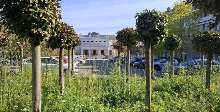 Őszi helyzetkép a Rodostó téren: virágzik a vadvirágos rét és a gömbkőrisek is szépen fejlődnek