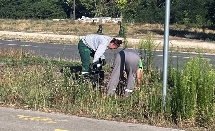 Küzdelem a királydinnye ellen Kecskeméten