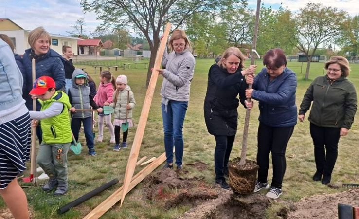 Új fák kerültek Helvécia közterületeire az országfásítási program keretében