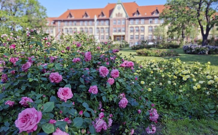 A Pünkösdi hétvégén megnyitják a kecskeméti Boldogasszony Rózsakertet