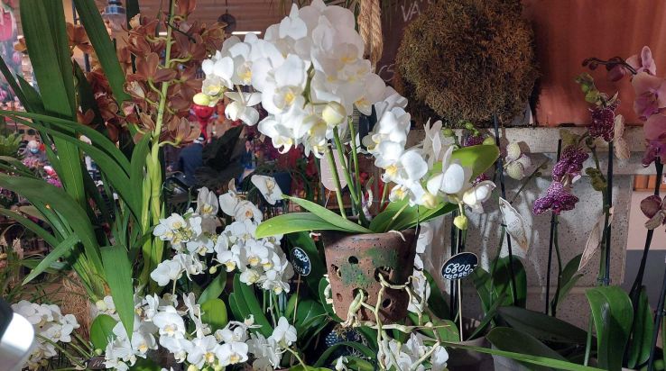 Gyenes Ferenc orchideanevelési tanácsai