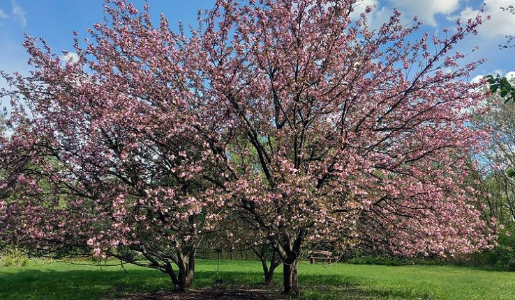 Virágzó tavasz – Séta a KEFAG Zrt. Kecskeméti Arborétumában