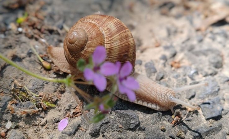 Megérkeztek az első képek a „Tavaszi zsongás” fotópályázatra