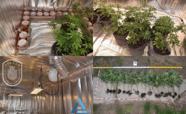 Titkos helyiségben működött a napelemmel üzemeltetett cannabisültetvény