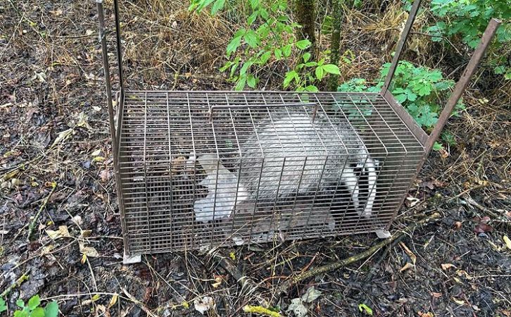 Borzot mentettek a KEFAG Zrt. munkatársai – Összefogással szabadult ki a mély aknából az állat