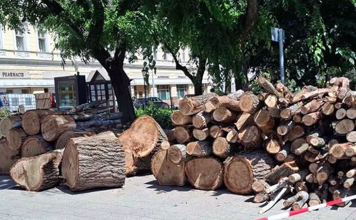 Kiszáradt fák és megelőző beavatkozások Kecskeméten – Folyamatosan dolgoznak a város faállományának megóvásán