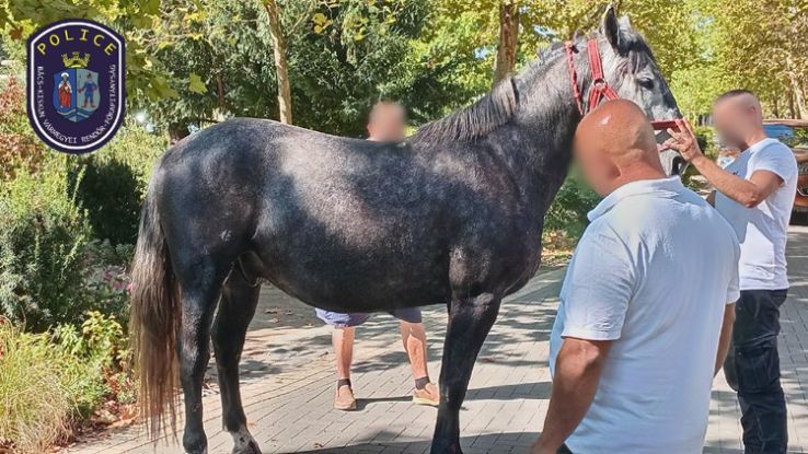 Elszabadult lovak sodorták el a gyalogosokat Kiskunfélegyházán
