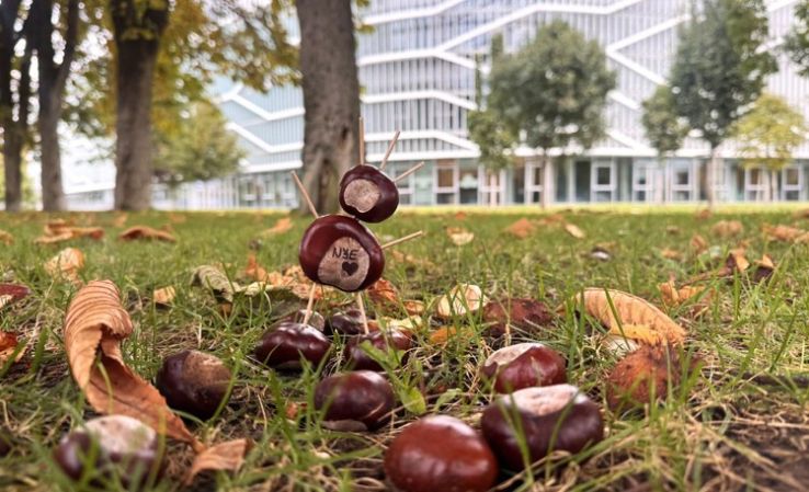 Gyűjts te is gesztenyét a CAMPUSON!