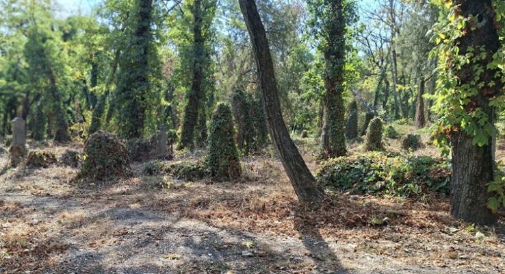 Borostyánmentesítési akciót szerveznek a kecskeméti Szentháromság temetőben