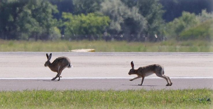 Vadak kilövése a kecskeméti repülőbázison
