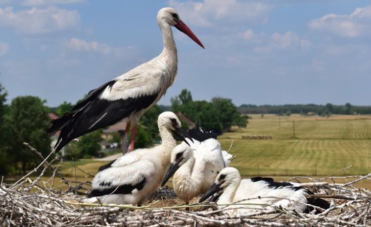 Idén is számos helyszínen várják az érdeklődőket a fehér gólyák látványgyűrűzésére