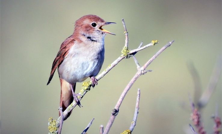 Fülemülék éjszakája a Kecskeméti Arborétumban – Különleges élmény a természet és a fotózás szerelmeseinek