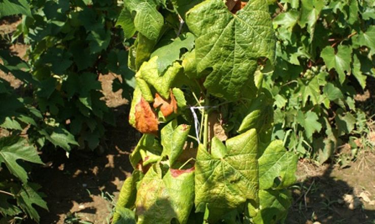 Már Kecskeméten és térségében is megjelent az aranyszínű sárgaságot okozó phytoplasma a szőlőkben