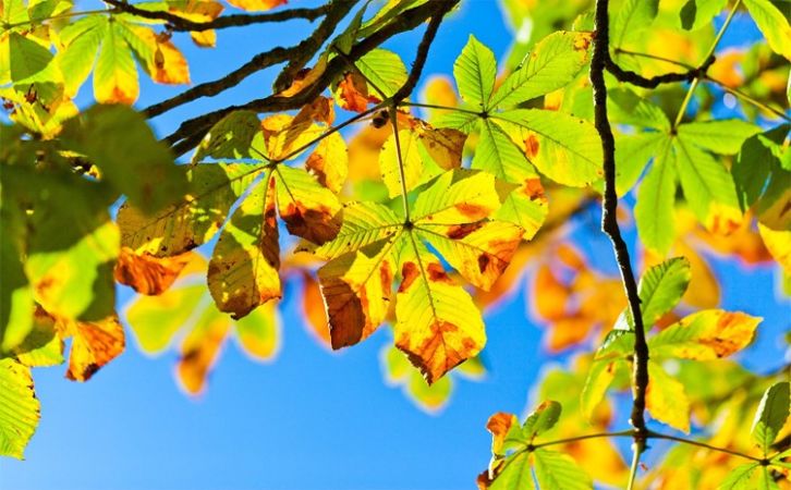 Éjszakai permetezés kezdődik a vadgesztenyefák védelméért Kecskeméten