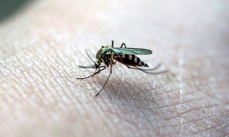 Tájékoztató földi szúnyoggyérítésről Kecskeméten