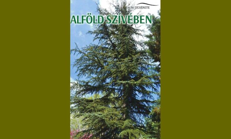 Hegyi óriások az Alföld szívében: Bemutatkoznak a Kecskeméti Arborétum tauruszi cédrusai