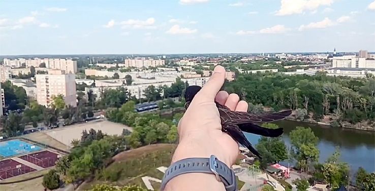 Sérülésükből felépült madarak térhettek vissza a természetbe Kecskemét térségében (VIDEÓ)