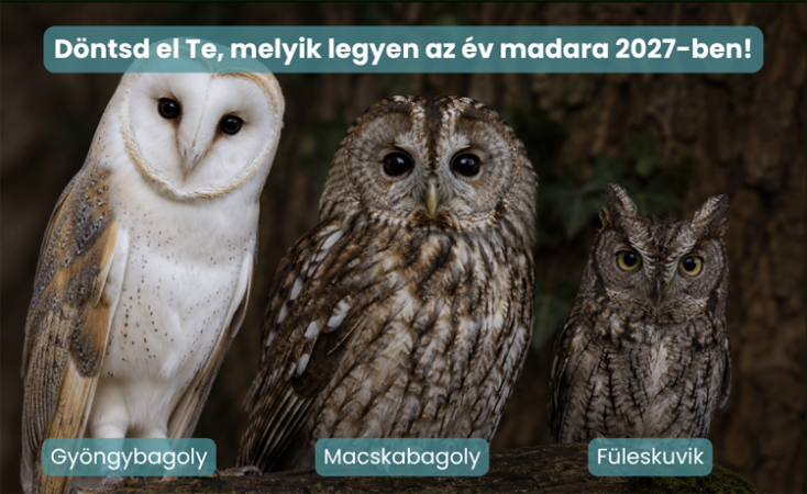 Július végéig lehet szavazni a 2027-es év madarára