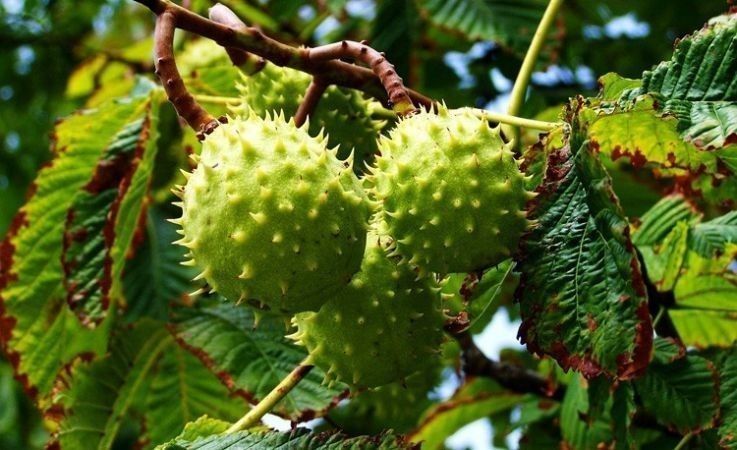 Vadgesztenyefák permetezése kezdődik Kecskeméten