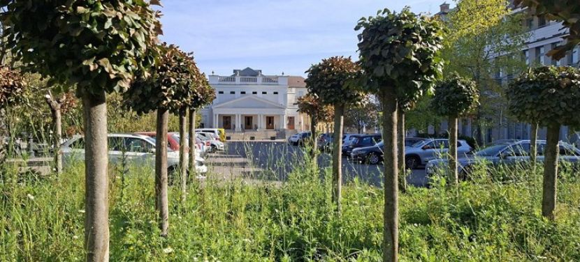Őszi helyzetkép a Rodostó téren: virágzik a vadvirágos rét és a gömbkőrisek is szépen fejlődnek