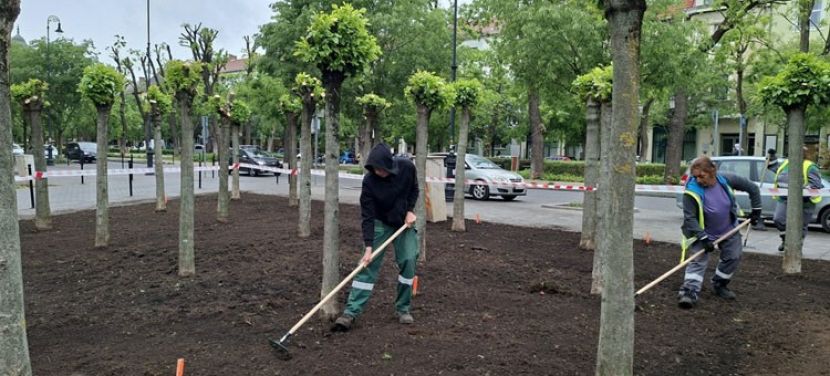 Új életre kelnek a Rodostó téri gömbkőrisek
