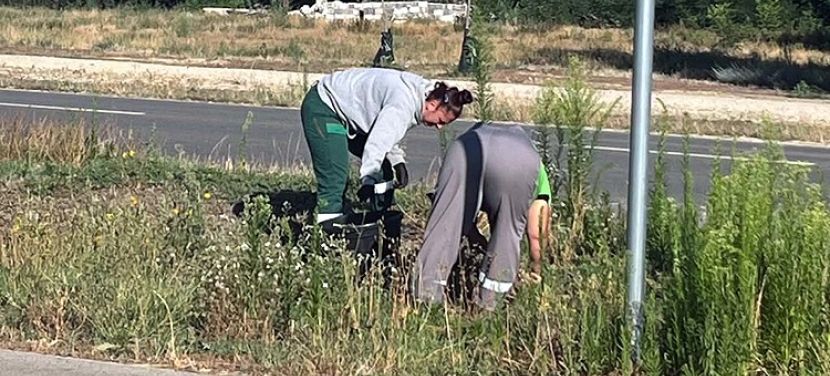 Küzdelem a királydinnye ellen Kecskeméten
