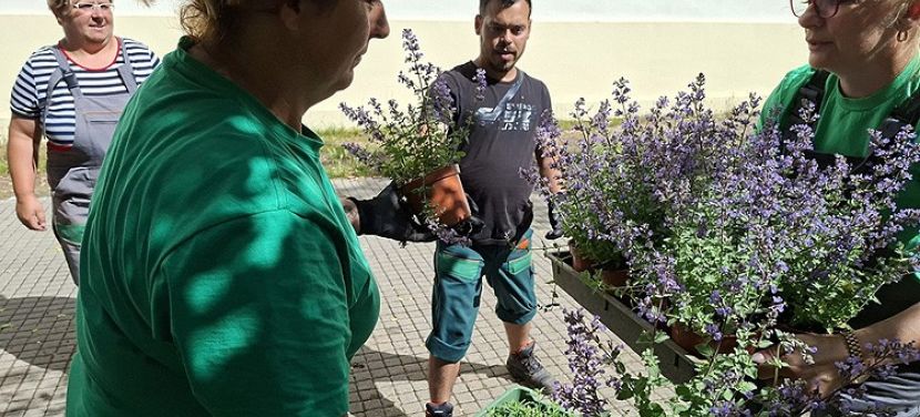 Több mint 12 ezer évelő növény kerül Kecskemét közterületeire