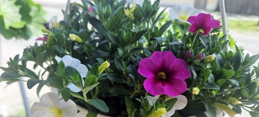 Anyák napi virágvásár a Ceglédi úti Gyümölcs Saroknál!