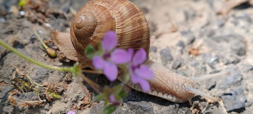 Megérkeztek az első képek a „Tavaszi zsongás” fotópályázatra