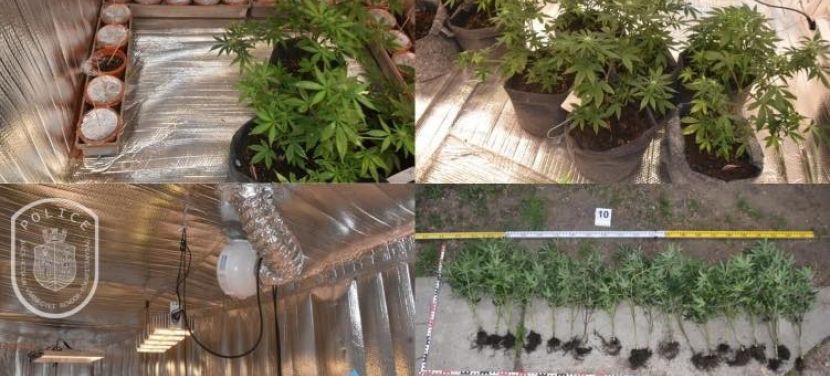 Titkos helyiségben működött a napelemmel üzemeltetett cannabisültetvény