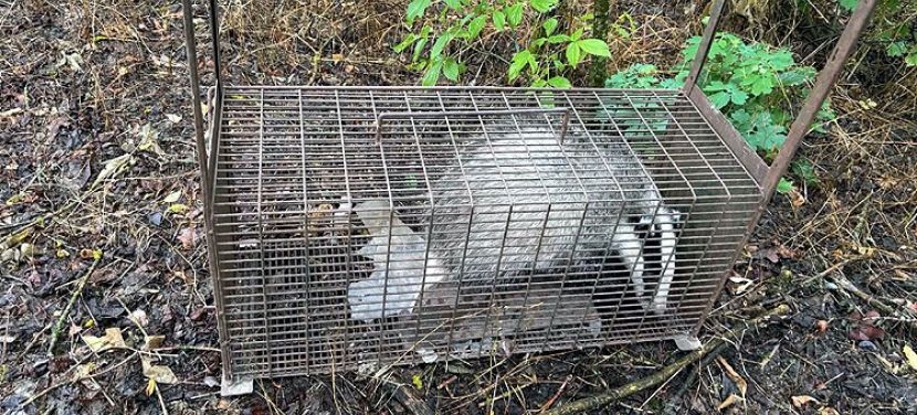 Borzot mentettek a KEFAG Zrt. munkatársai – Összefogással szabadult ki a mély aknából az állat