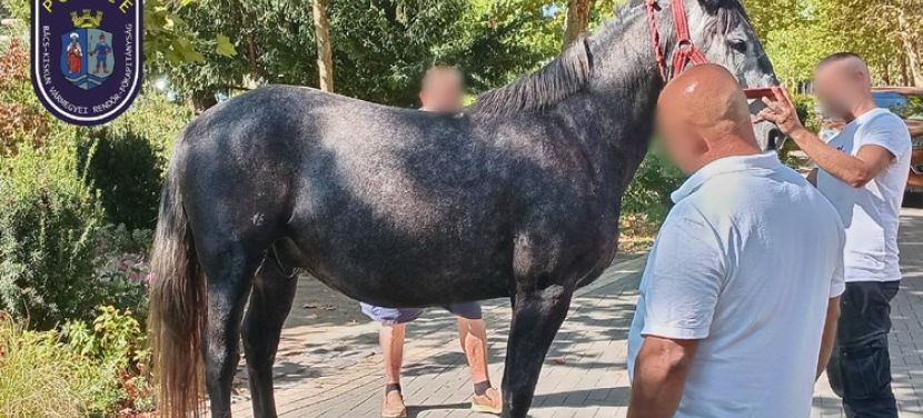 Elszabadult lovak sodorták el a gyalogosokat Kiskunfélegyházán